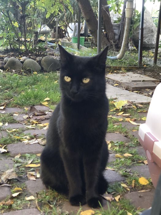 Граціозна чорна красуня