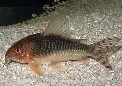 Corydoras gossei Kirysek stalowogrzbiety zestaw hodowlany 5 sztuk
