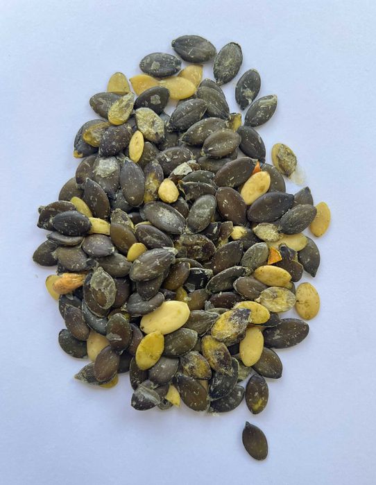 Насіння гарбуза голонасінного для олії, опт + насіння для переробки