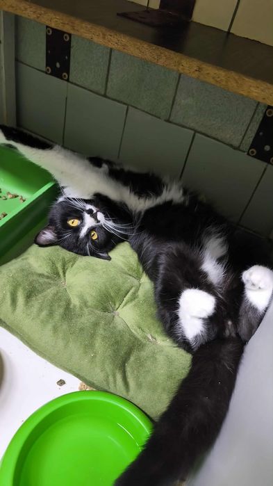 Котики из приюта,ищем семью!