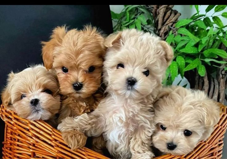 Яскравий Мальтіпу: доброта, чистота, повний ветконтроль та готовність