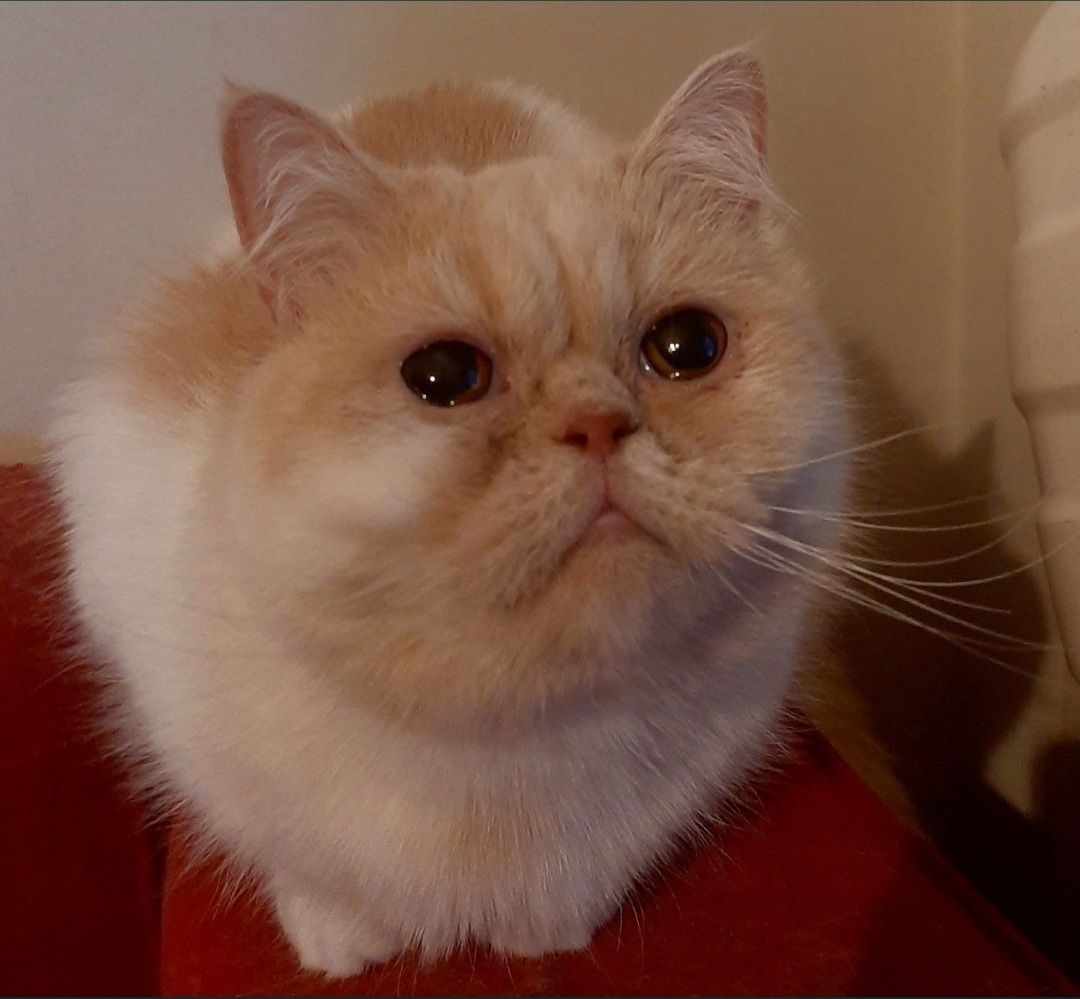 British Shorthair bicolor (fêmea)