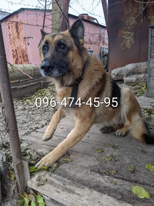 Цуценята вівчарки в добрі руки,терміново!