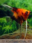 Żaglowiec skalar odmiana RED DEVIL - Pterophyllum scalare - dowozimy
