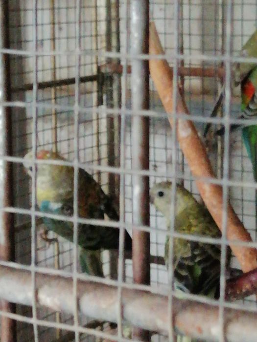 Red Rumped (casais 2025)