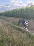 Amstaff Blue suka opis !!
