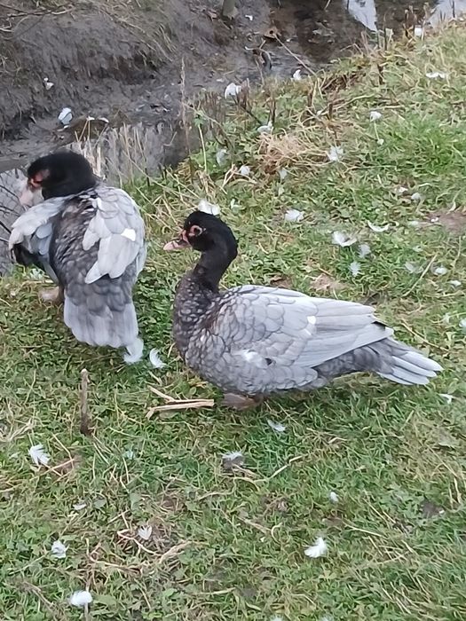 Продам мускусних качок(шипунів)