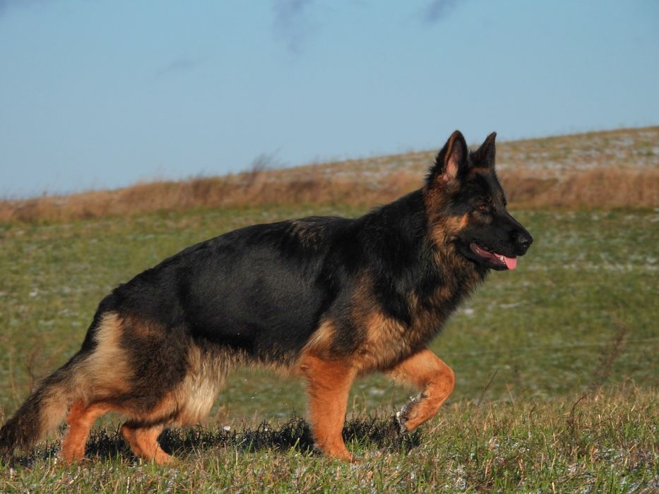 PIESEK !!! Owczarek Niemieck Długowłosy !!!