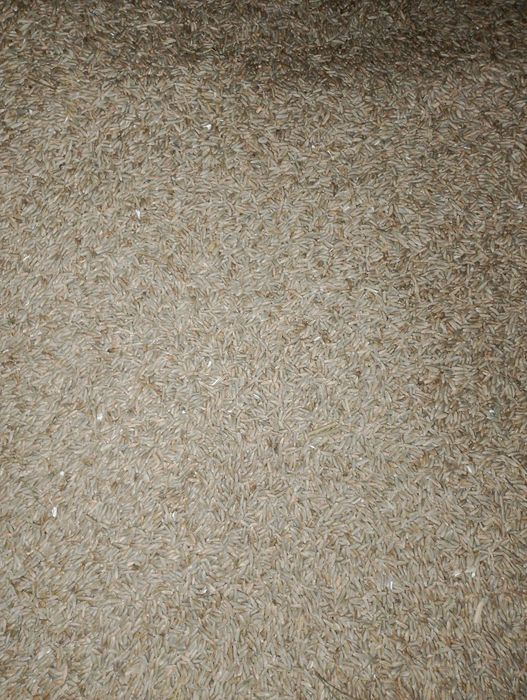 Żyto ekologiczne na mąkę do siania