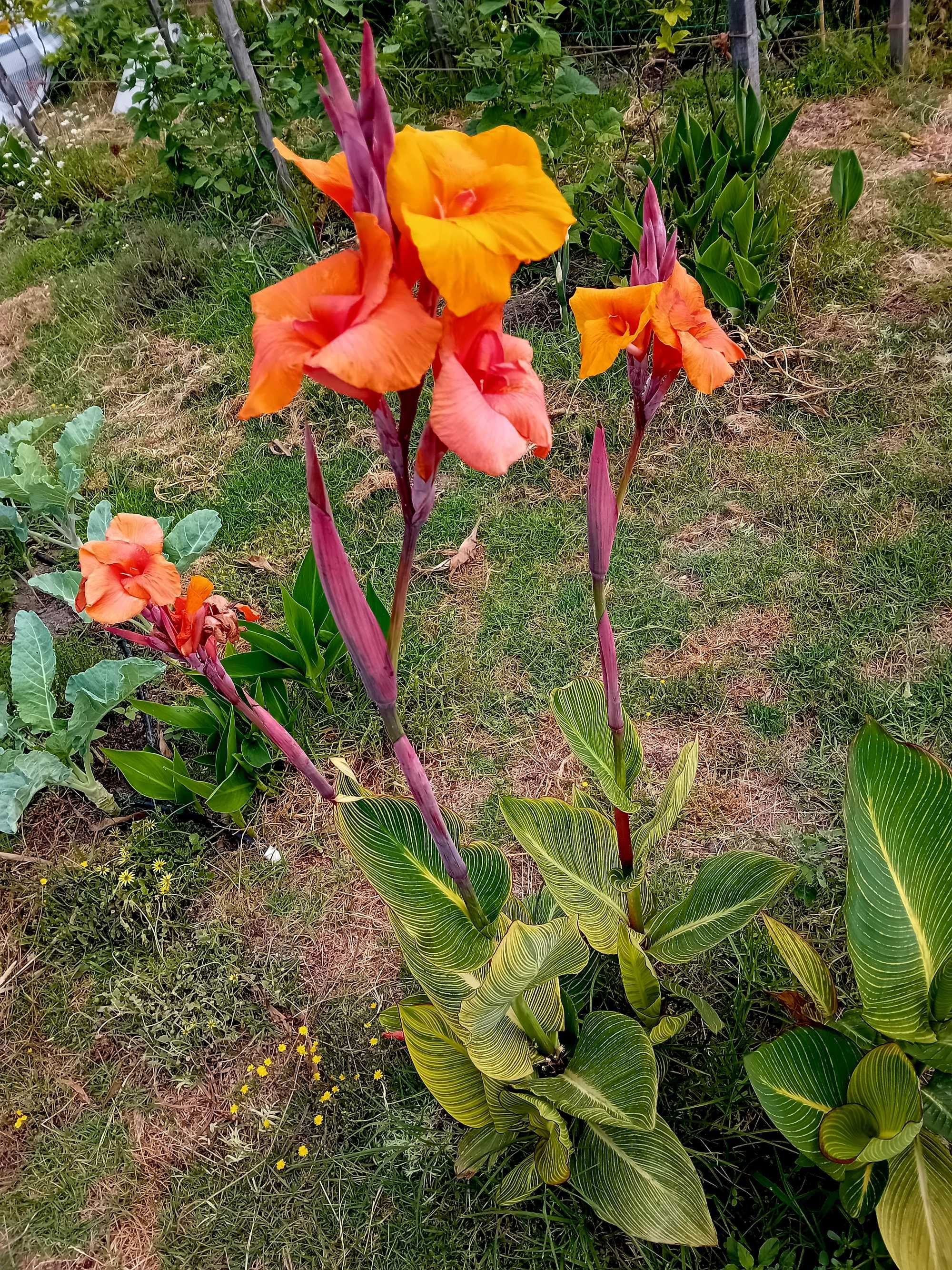 Canna Indica ou Cana da India folha variegada / roxa / verde