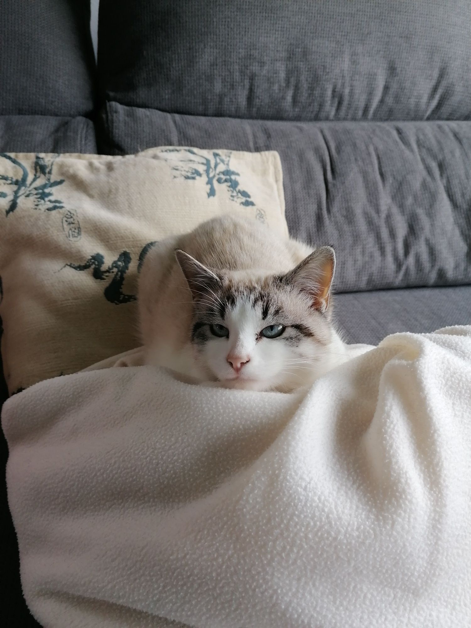 Gatos bebés 2 fêmeas