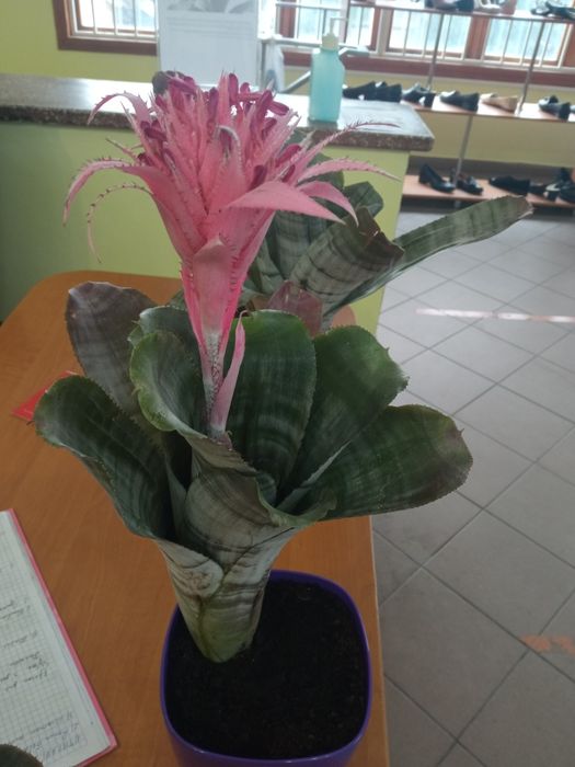 Ехмея полосата  вазон