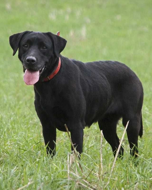 Piękna suczka Labrador czarna młoda