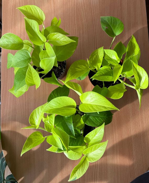 Sprzedam Epipremnum Golden Pothos