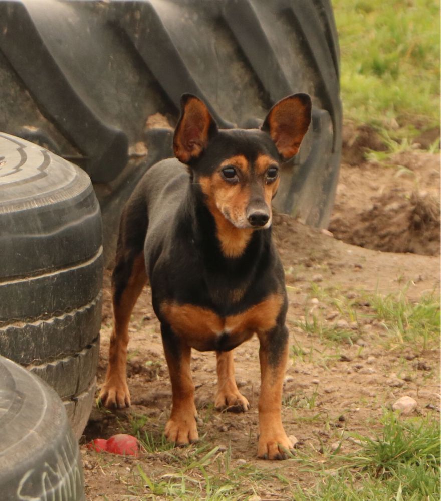 Wspaniały cichutki Fumio do adopcji