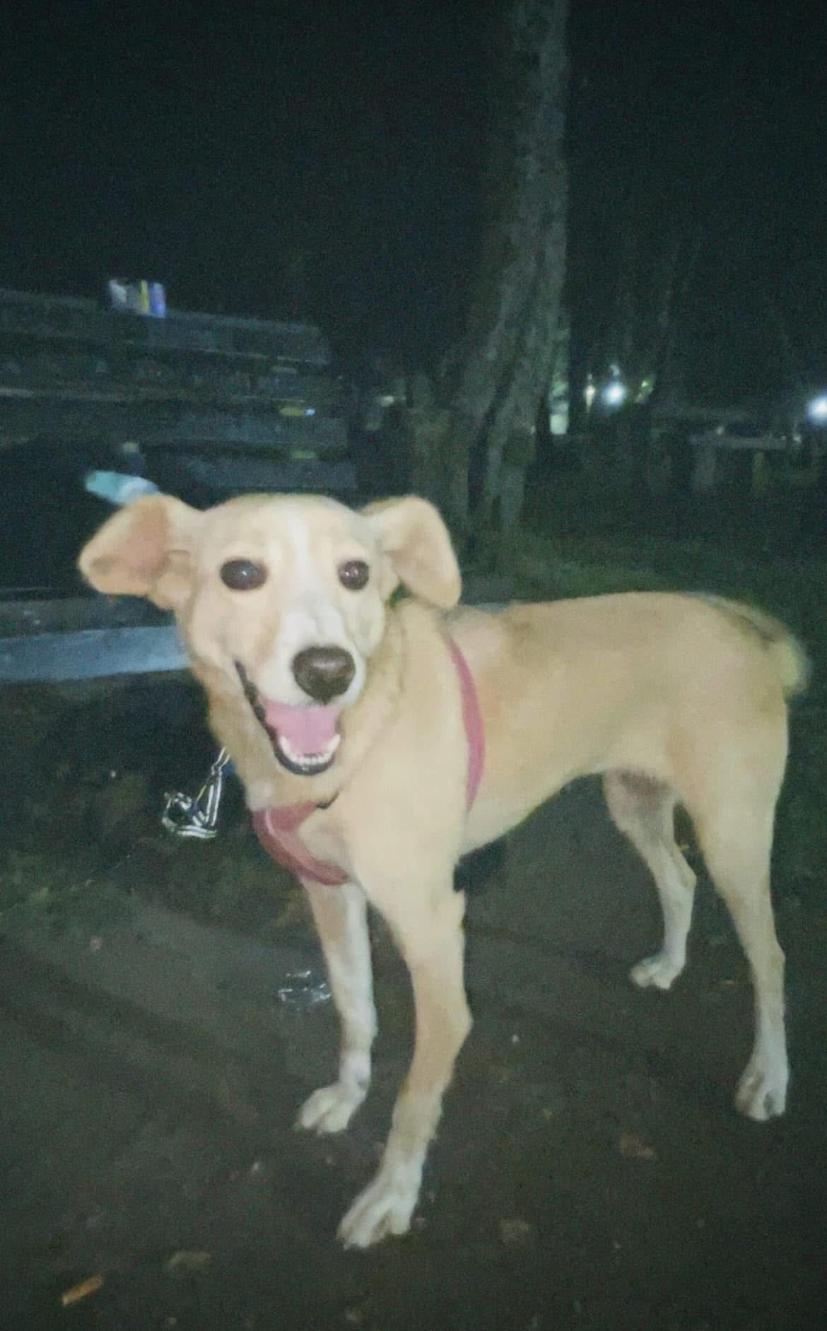 Cadela Laika para adoção