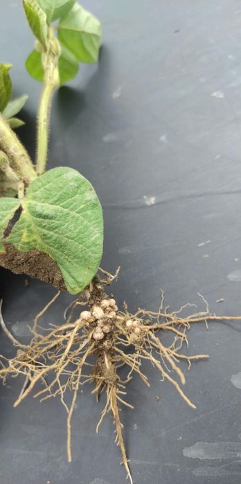 Soja abaca zbior 2025