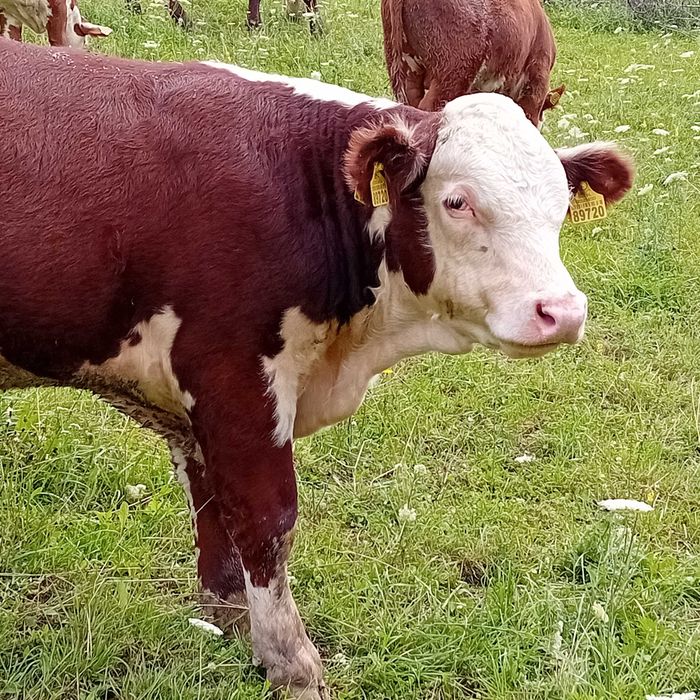 byczek HEREFORD zamiana sprzedaż