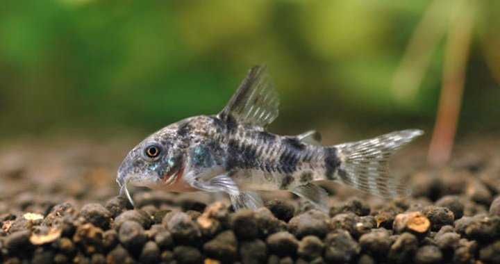 Kirys pstry Corydoras paleatus