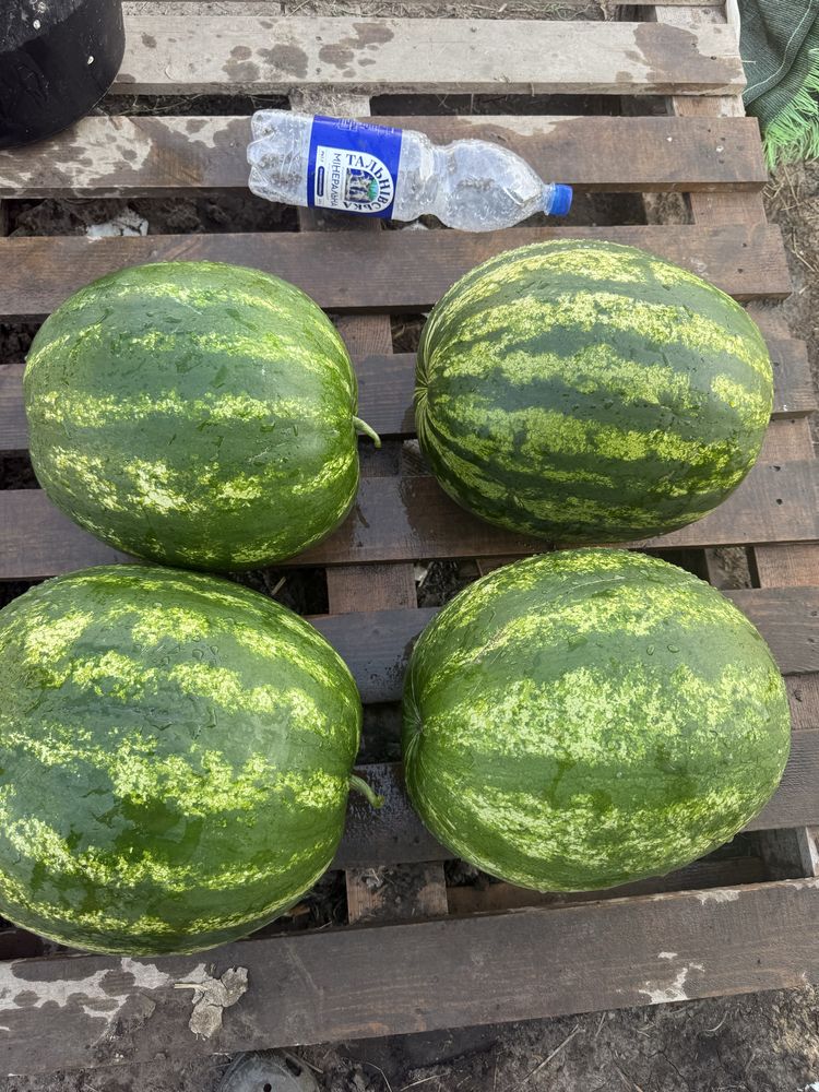 Продам кавун сорт талісман!
