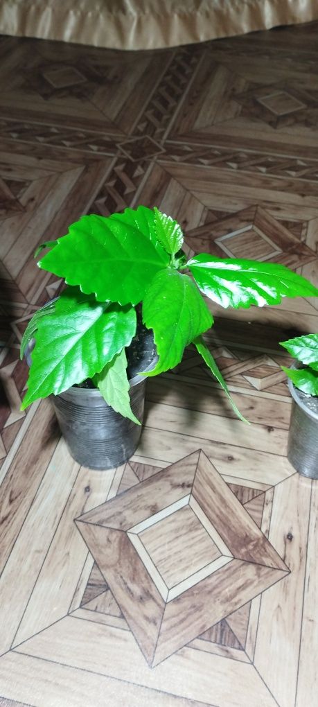 Гібіскус червоний. Китайська троянда.