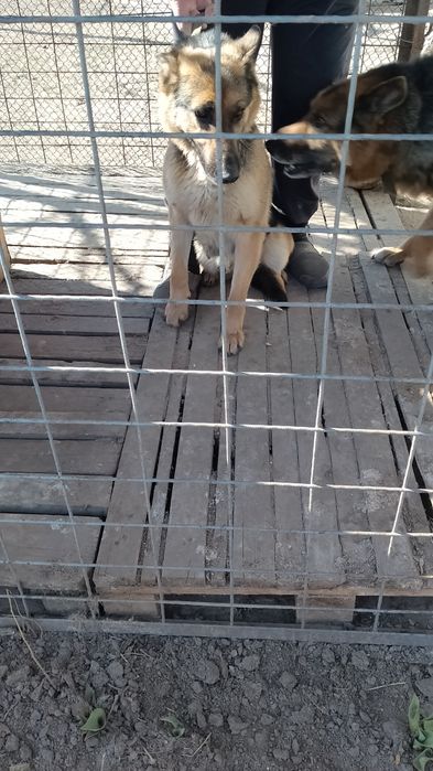 Німецька вівчарка