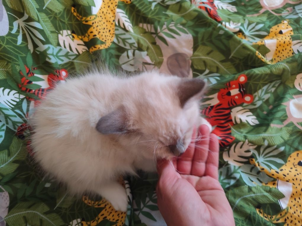 Ragdoll kotka blue mitted