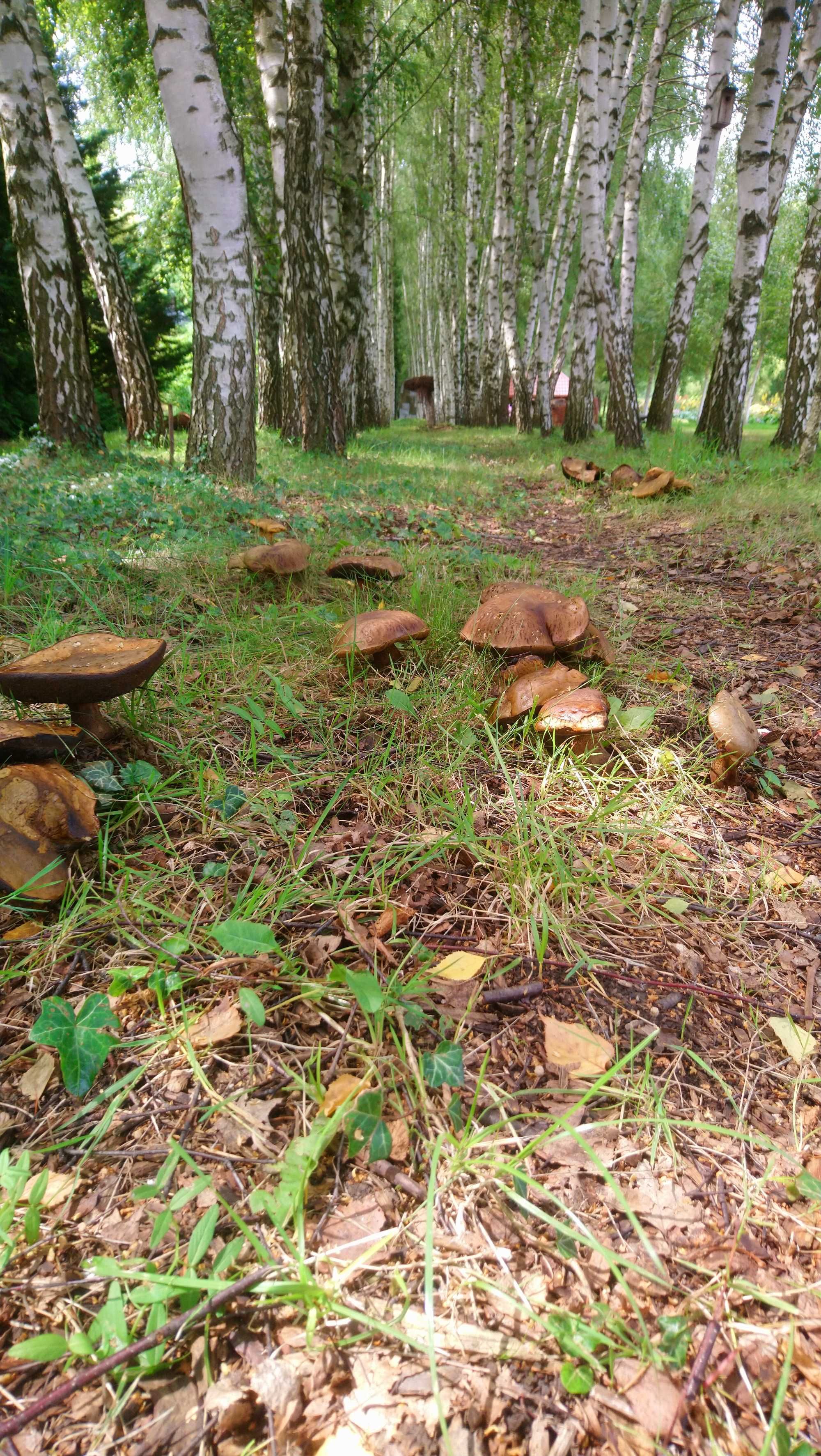 Dom w lesie  na wynajem , wakacje , sauna. Leśniczówka, Jura Krak-Cz