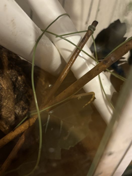 Gekony płaczące dorosłe