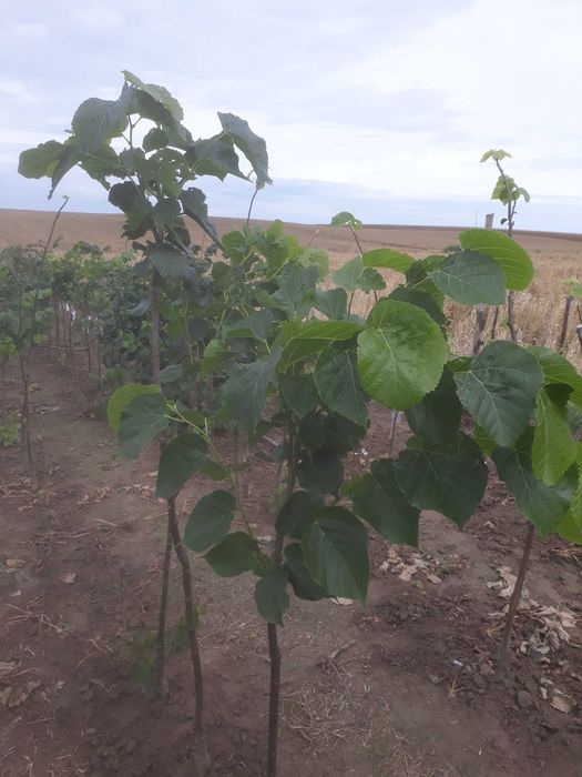 Ozdobne lipy miododajne dostepne wiele odmian  kwitna nawet w sierpniu