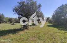 Terreno Com 12.550M2, Urbano E Rustico Com Oliveiras