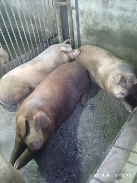 Продам свині вага 160-170 кг