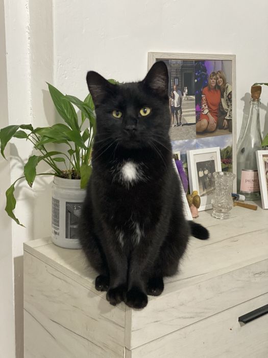 Великий , молодий котик у добрі руки