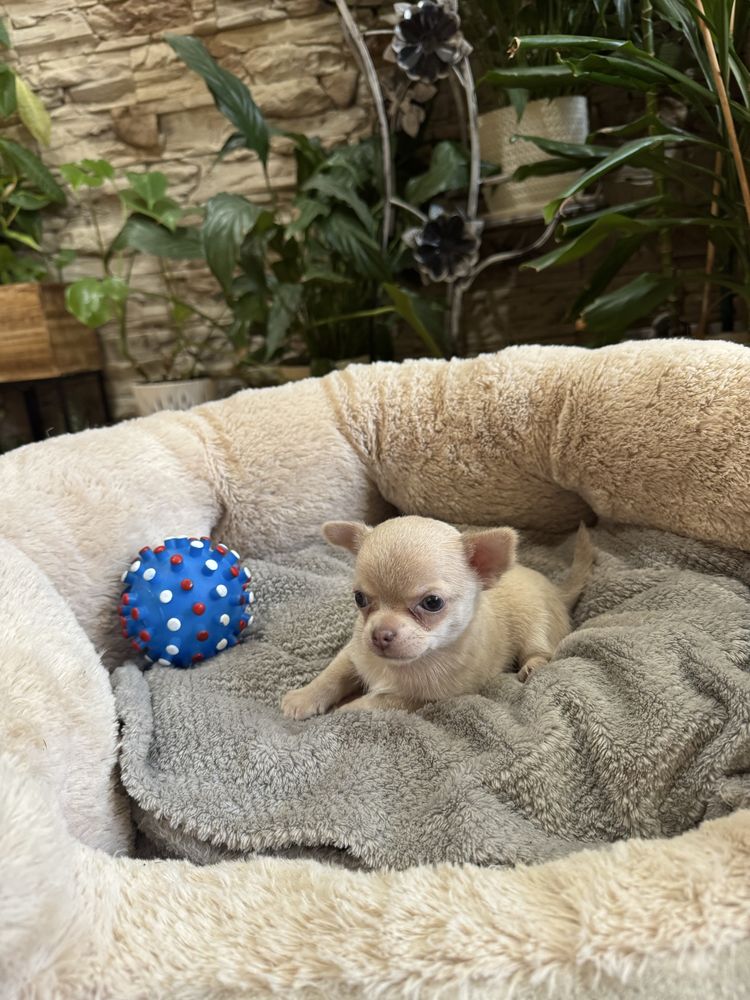 chihuahua krótkowłosy piesek