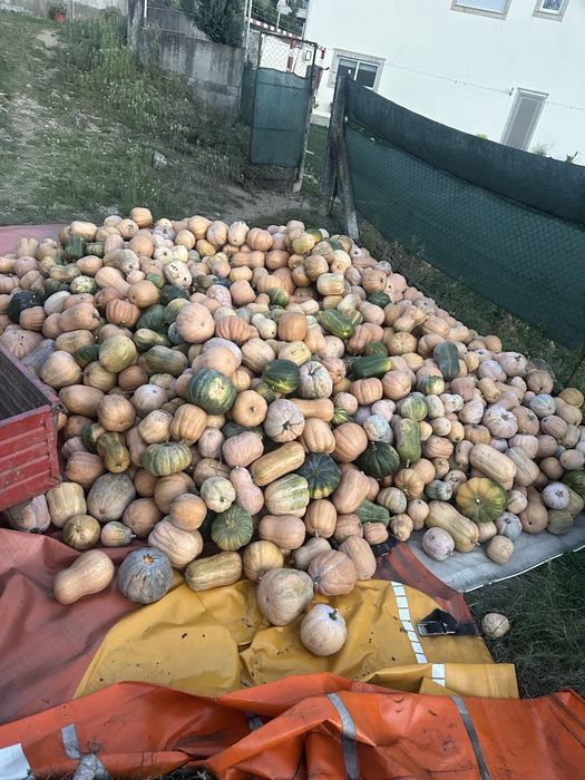 Vendo Abobora caseira