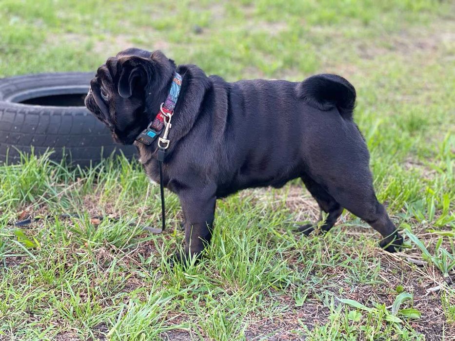 Мопс для вязки с документами