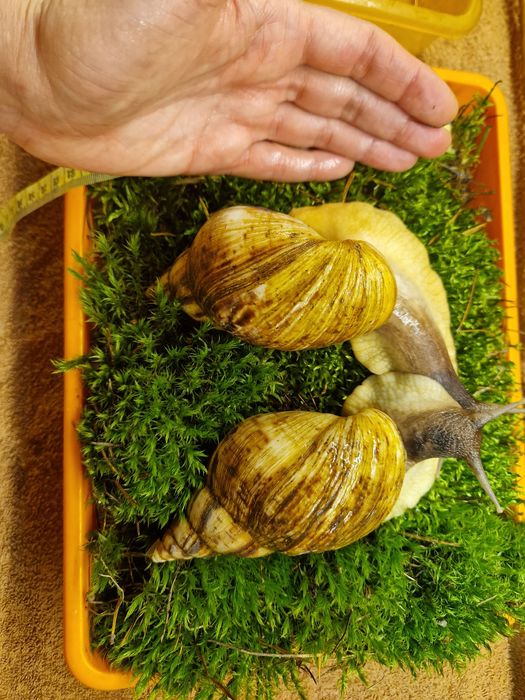 Пара Ахатин Ретикулят Стандарт