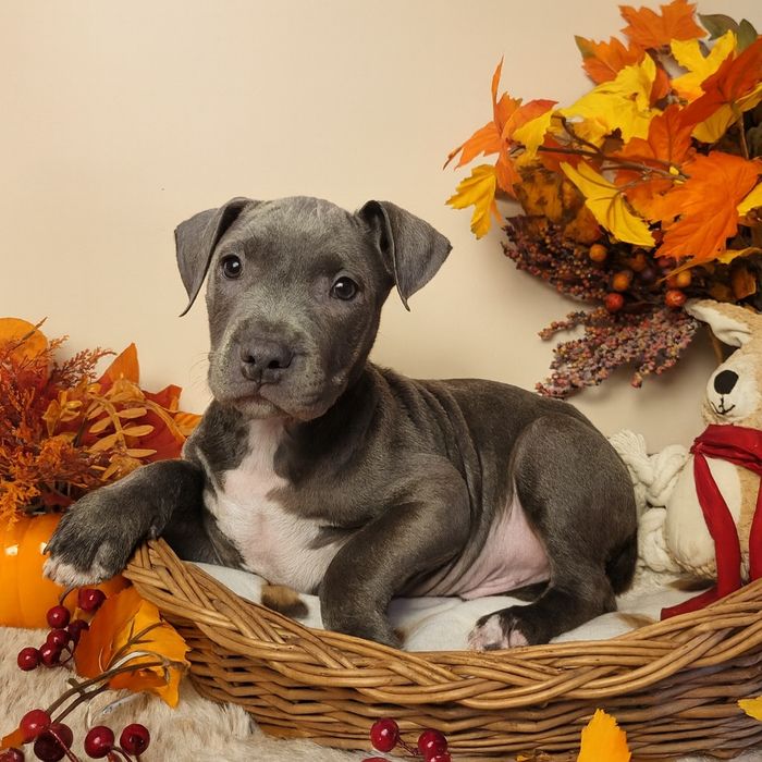 Cudowny piesek Amstaff blue!