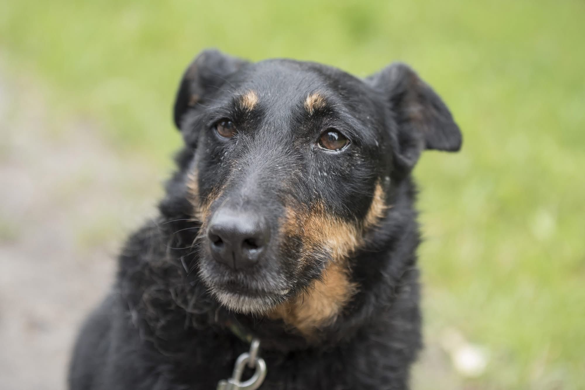 Megan - spokojna , wspaniala suczka w typie teriera