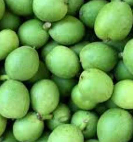 0,2 l. WYCIĄG Z ZIELONYCH ORZECHÓW Włoskich, na pasożyty,bez cukru