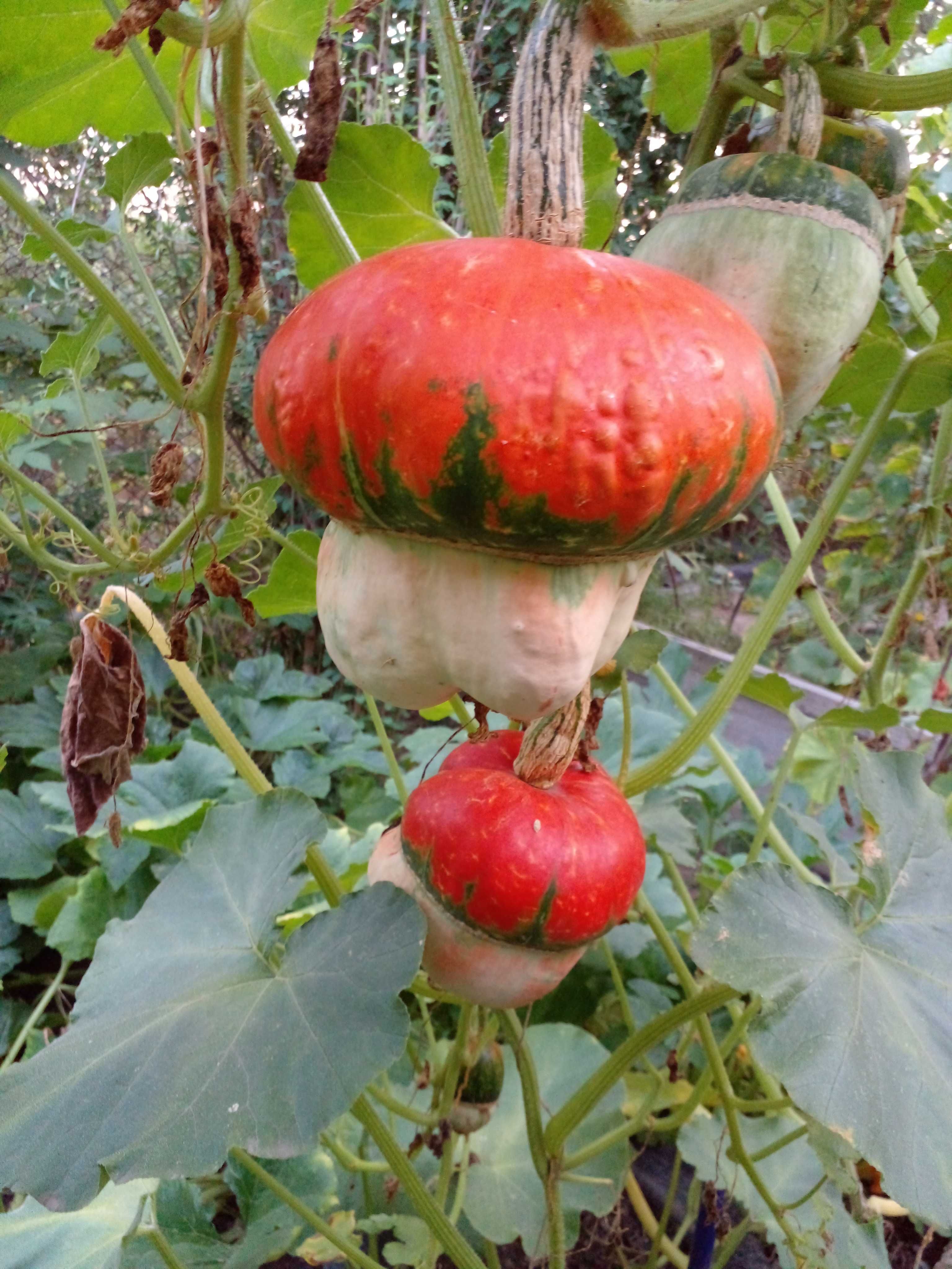 Семена тыквы "Турецкий тюрбан", семена овощей
