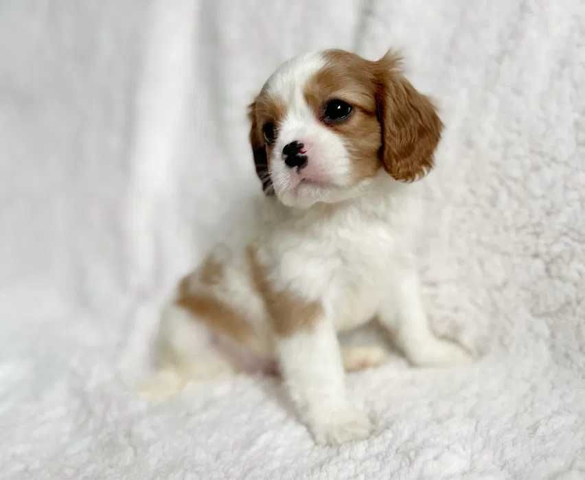 Cavalier King Charles