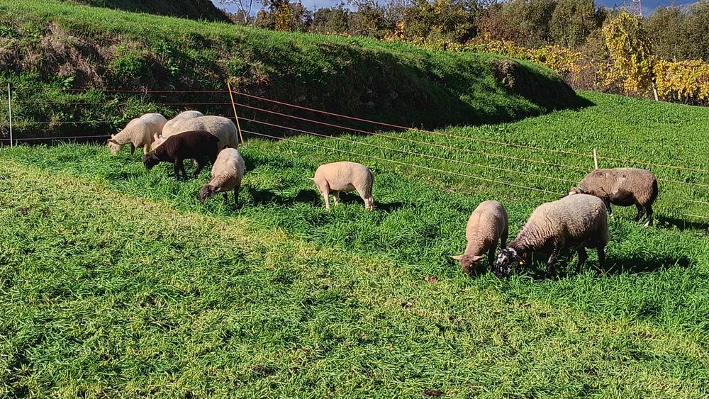 Venda de ovelhas cruzadas  de sufolk e Charolês