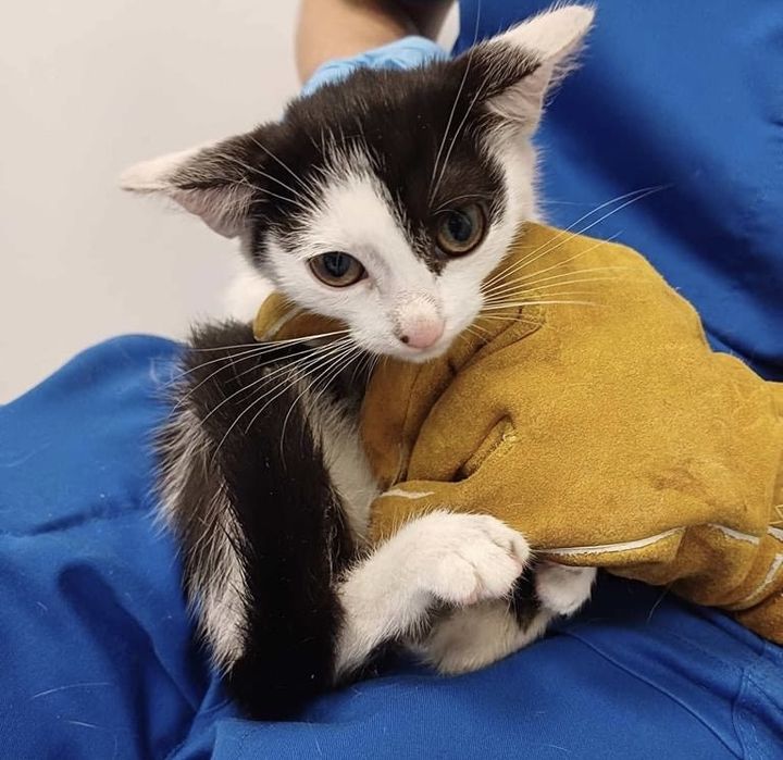 Zosia i Figa - cudowne kotki rozgladaja się sa domkiem