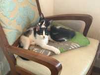 Gatinhos cruzados de maine coon