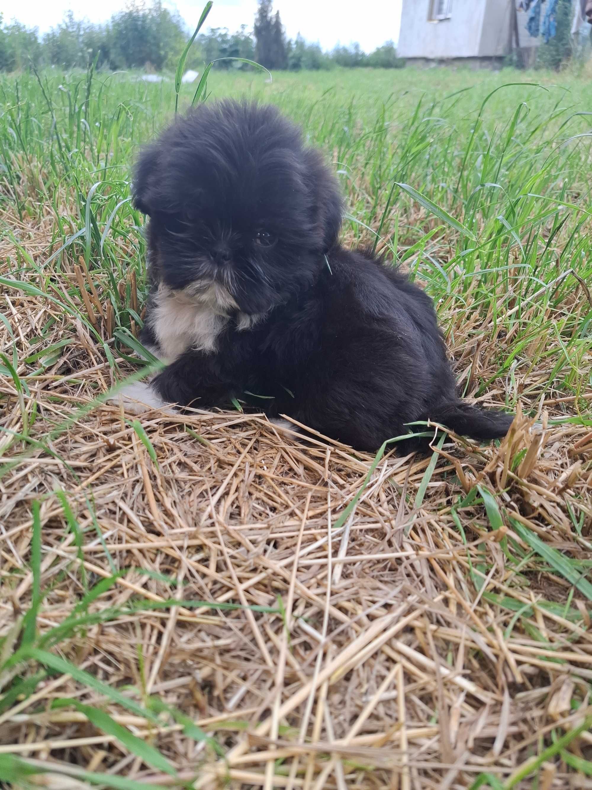 Sunia shih tzu gotowa do zmiany domu