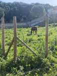 Cavalos a penso/ Horse livery yard