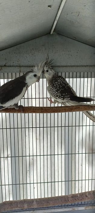 Periquitos e outras aves.