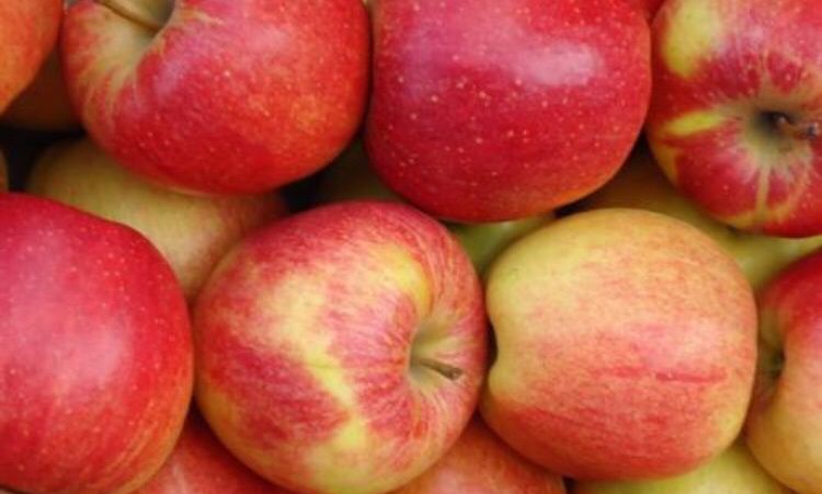 Продамо яблука домашні різних сортів