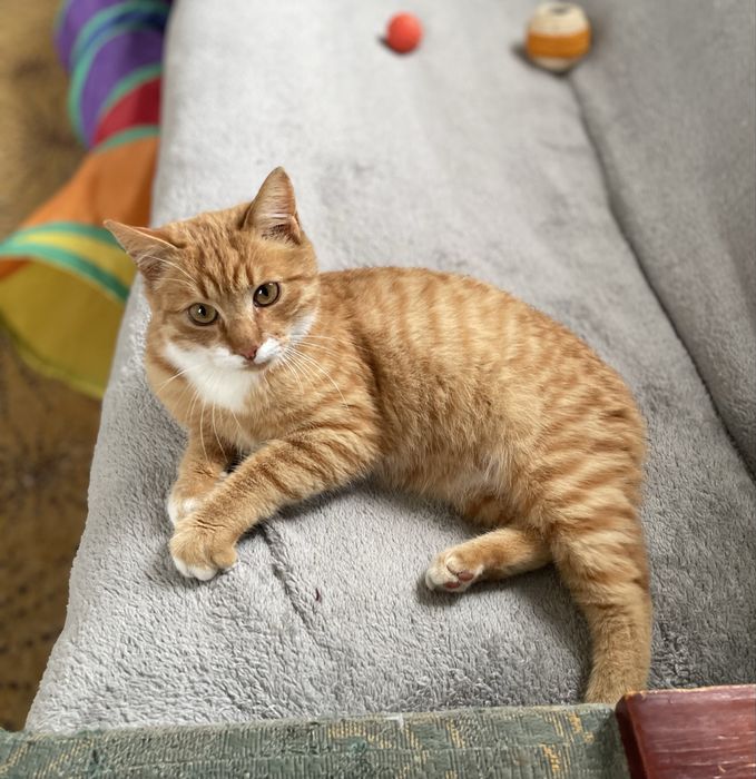 Котенок отдаем в добрые руки